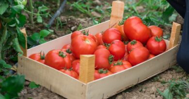 Luxury brand exec left world of Hermes for life on farm. It’s now nearing $50 million home